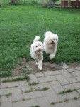 Heivi caniche/bichon - Caniche
