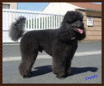 caniche Dandy - Caniche