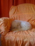 "cooky" croisé caniche bichon - Caniche
