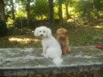 Gringo caniche nain et Volfy bichon croisé - Caniche