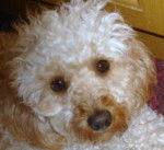 CANICHE MOYEN FRIPOUILLE - Caniche