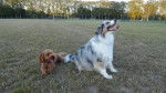 Gringo caniche et Funny berger australie - Caniche