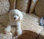 Besner photo caniche de 1 an - Caniche