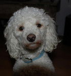 Portrait de Besner - Caniche