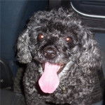 Wendy - Caniche (Autre)