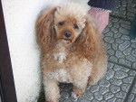 Suzi - Caniche (11 ans)