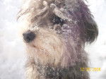 snow tuffy - Caniche Mâle (8 mois)