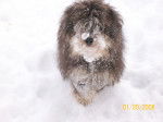 snow tuffy - Caniche Mâle (8 mois)