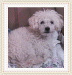 Reyna - Caniche (9 ans)