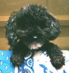 Chipie vue du dessous. - Caniche