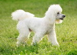 Un Caniche blanc en train de se promener sur de la pelouse
