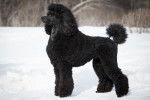 Un Caniche Royal noir debout dans la neige
