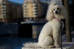 Un Caniche assis sur un mur en ville