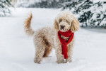 Un Caniche avec une écharpe rouge se promène en hiver