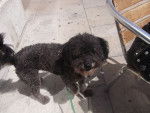 Snoopy-Boy - Caniche Mâle (8 ans)