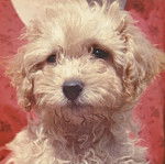 Galopin (d&eacute;c&eacute;der il y a 6 ans) - Caniche M&acirc;le (2 mois)