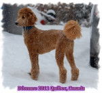 ' 'Dastan '' - Caniche M&acirc;le (1 an)