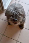 lucky - Caniche Mâle (13 ans)