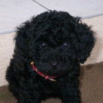 Caline - Caniche (2 ans)