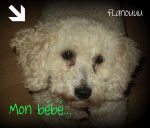 Flanelle - Caniche (3 ans)