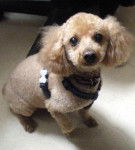 Martin - Caniche Mâle (14 ans)