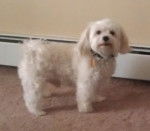 Winnie - Caniche M&acirc;le (3 ans)