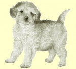 Romy - Caniche (9 ans)