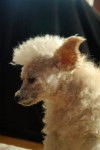 Peaches - Caniche (13 ans)