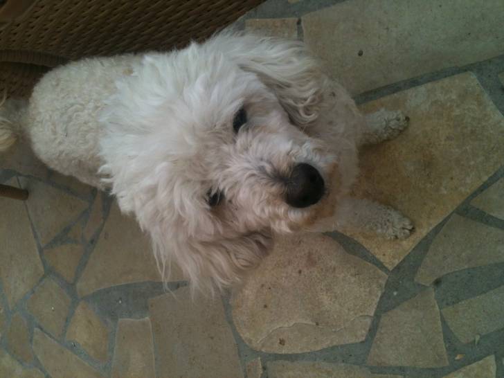 Changai - Caniche Mâle (6 ans)