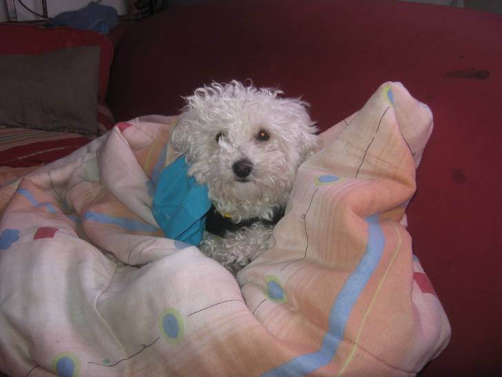 Cachito sexi - Caniche Mâle (3 ans)