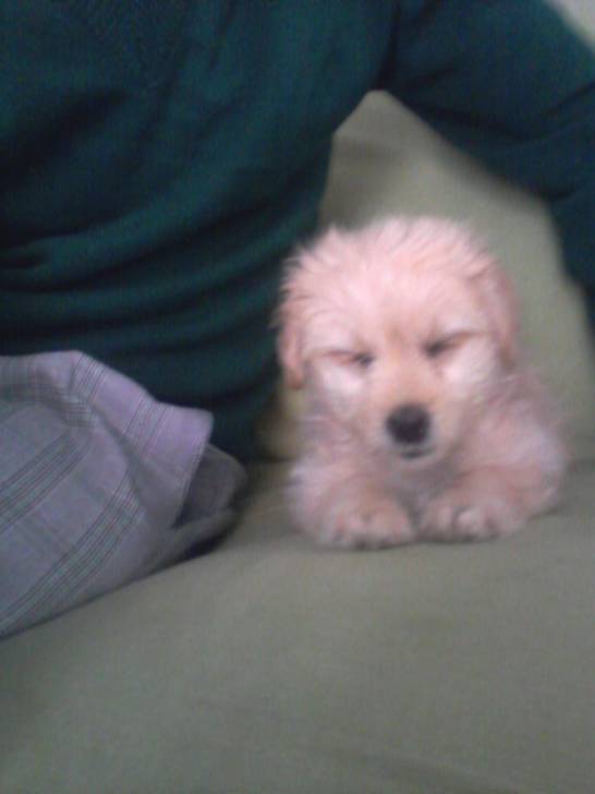 wifi - Caniche (2 mois)