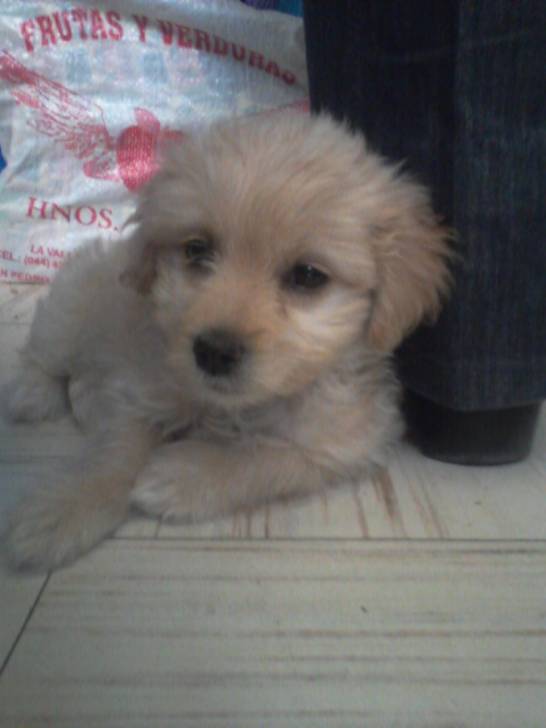 wifi - Caniche (2 mois)