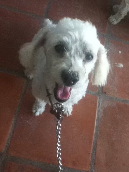 Favis - Caniche Mâle (10 ans)