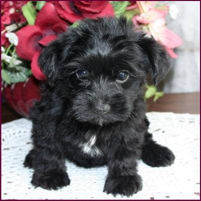 Cody - Caniche Mâle (5 mois)