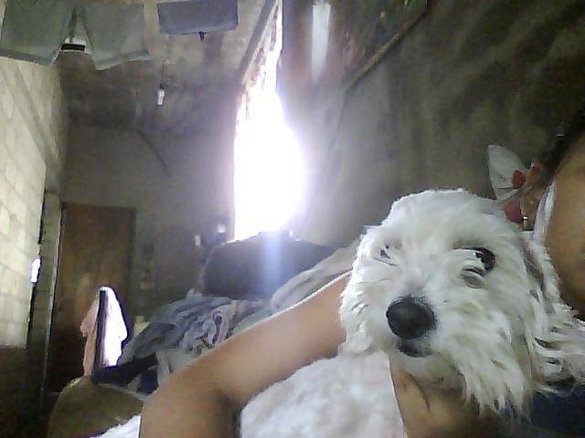 bodo - Caniche (5 ans)