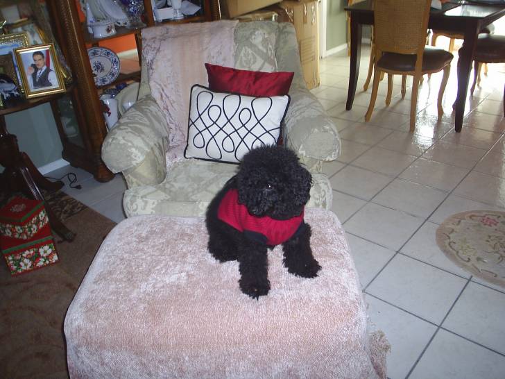 nick - Caniche Mâle (3 ans)