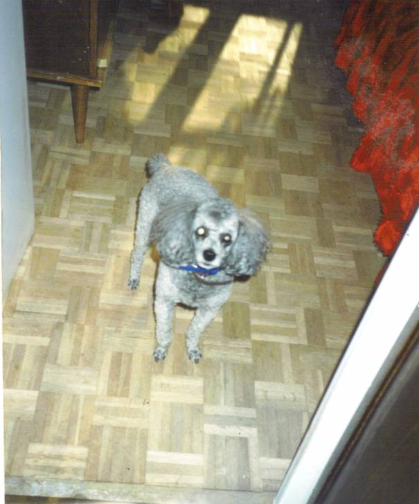 Filou II - Caniche Mâle (7 ans)