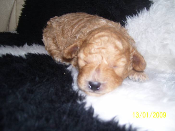 maria - Caniche (2 mois)