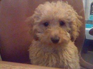 Charlie - Caniche Mâle (5 mois)