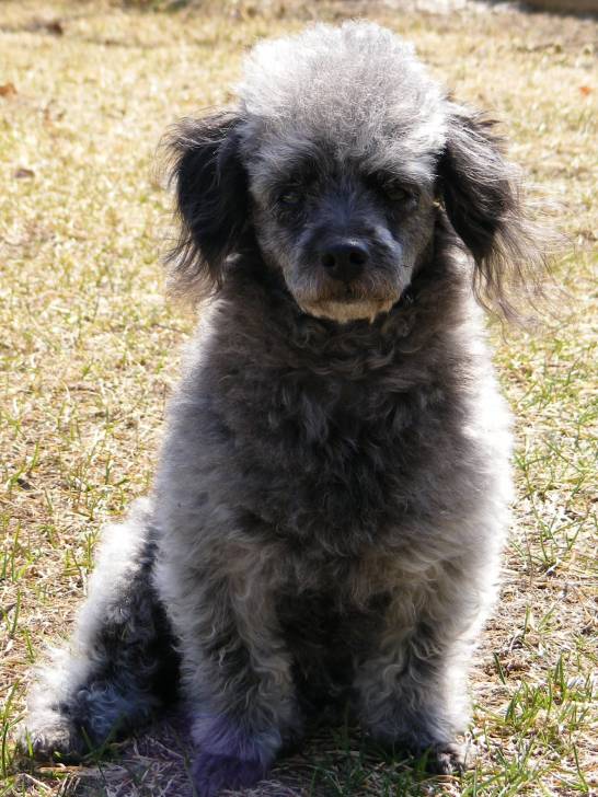 picsou - Caniche Mâle (6 ans)