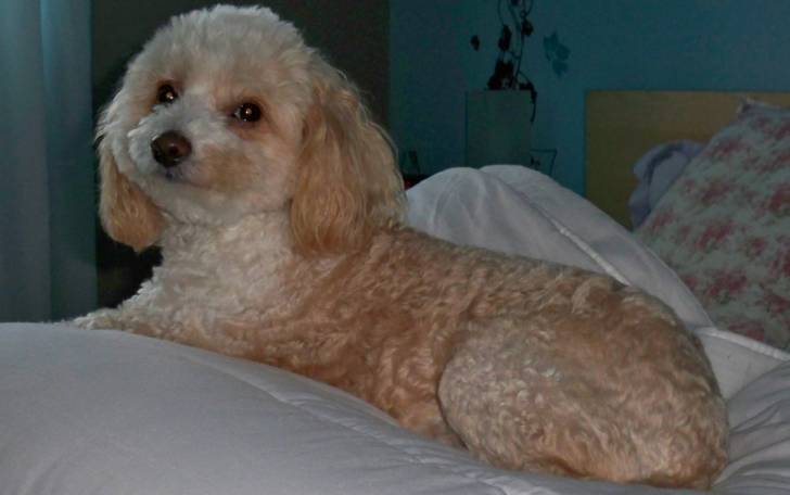 Tobby - Caniche Mâle (10 ans)