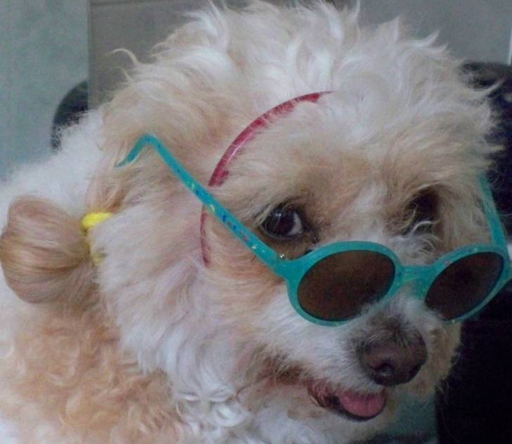 Tobby - Caniche Mâle (10 ans)