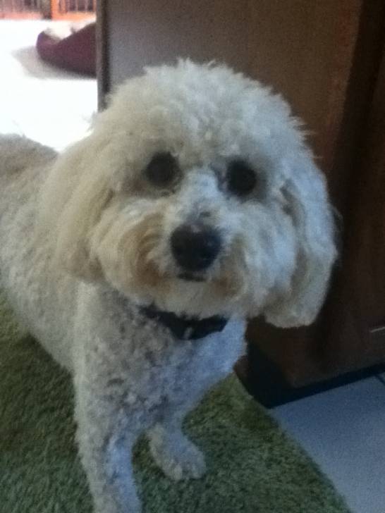 My real dog Jay-Jay - Caniche Mâle (2 ans)