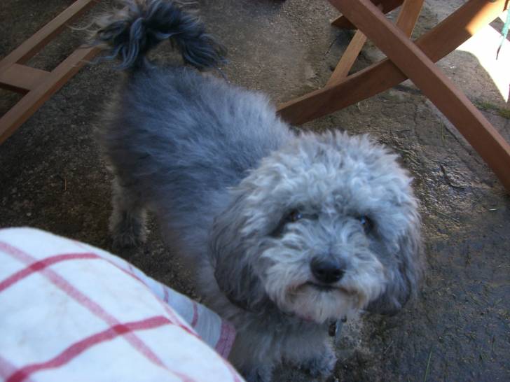 Susi - Caniche (1 an)