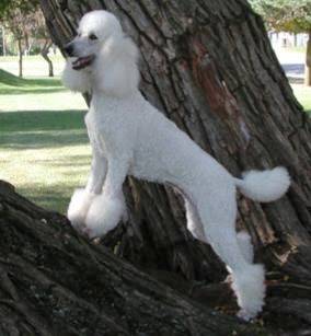lucy - Caniche (2 ans)