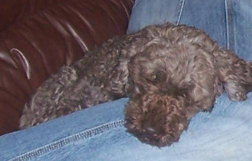 Wiinniee - Caniche (3 mois)