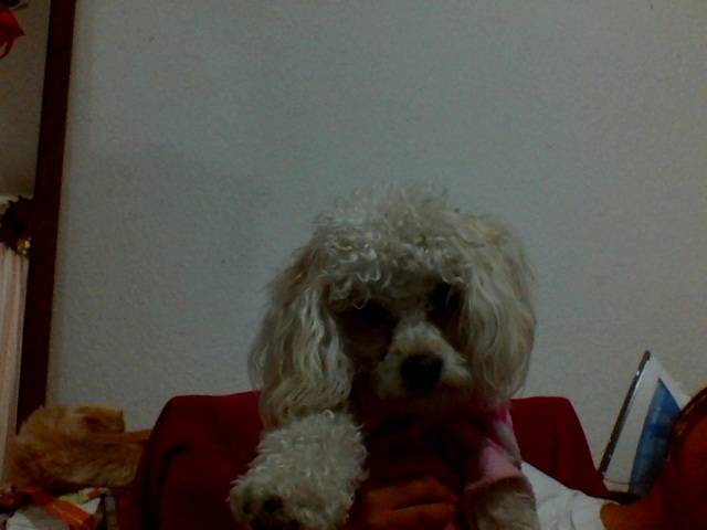 Bolita - Caniche (1 an)