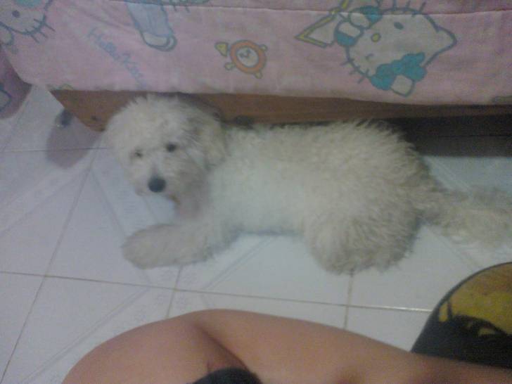 Terry - Caniche Mâle (10 mois)
