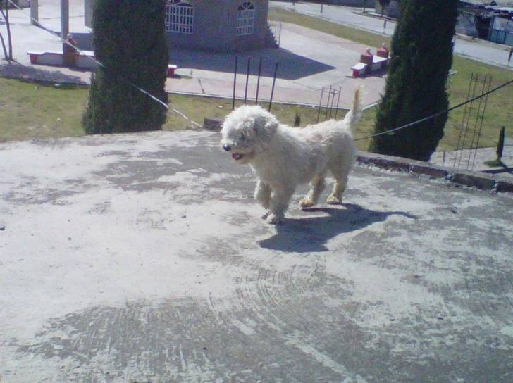 Bongo - Caniche Mâle (11 ans)