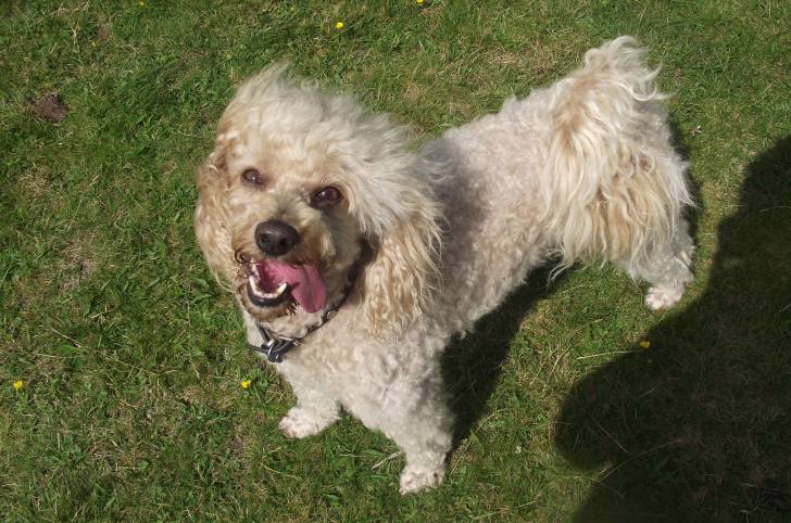 popi - Caniche Mâle (6 ans)